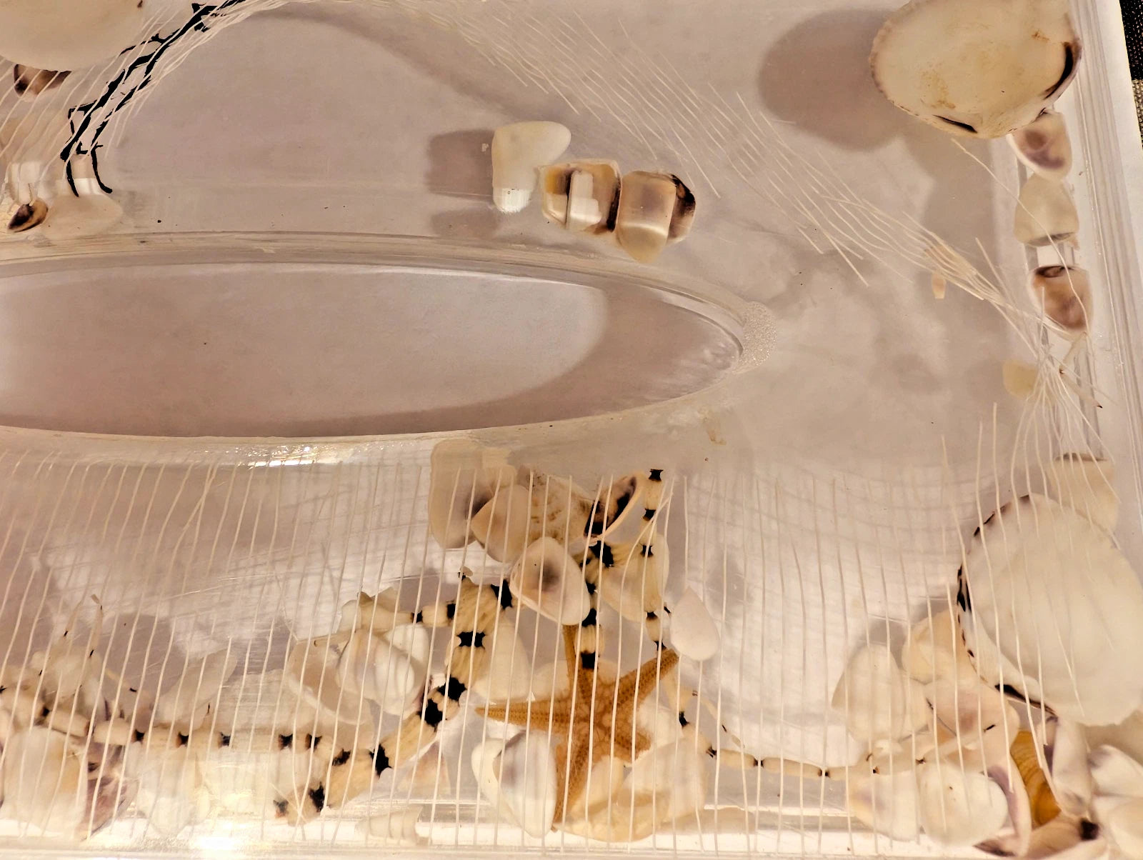 80s Lucite Acrylic Tissue Box Heavy Floating Star Fish Sea Shells Cottage Core | eBay